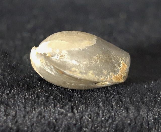 Acromeristina tchadanica KULKOV - Bild &copy; FossNet FossilienStore